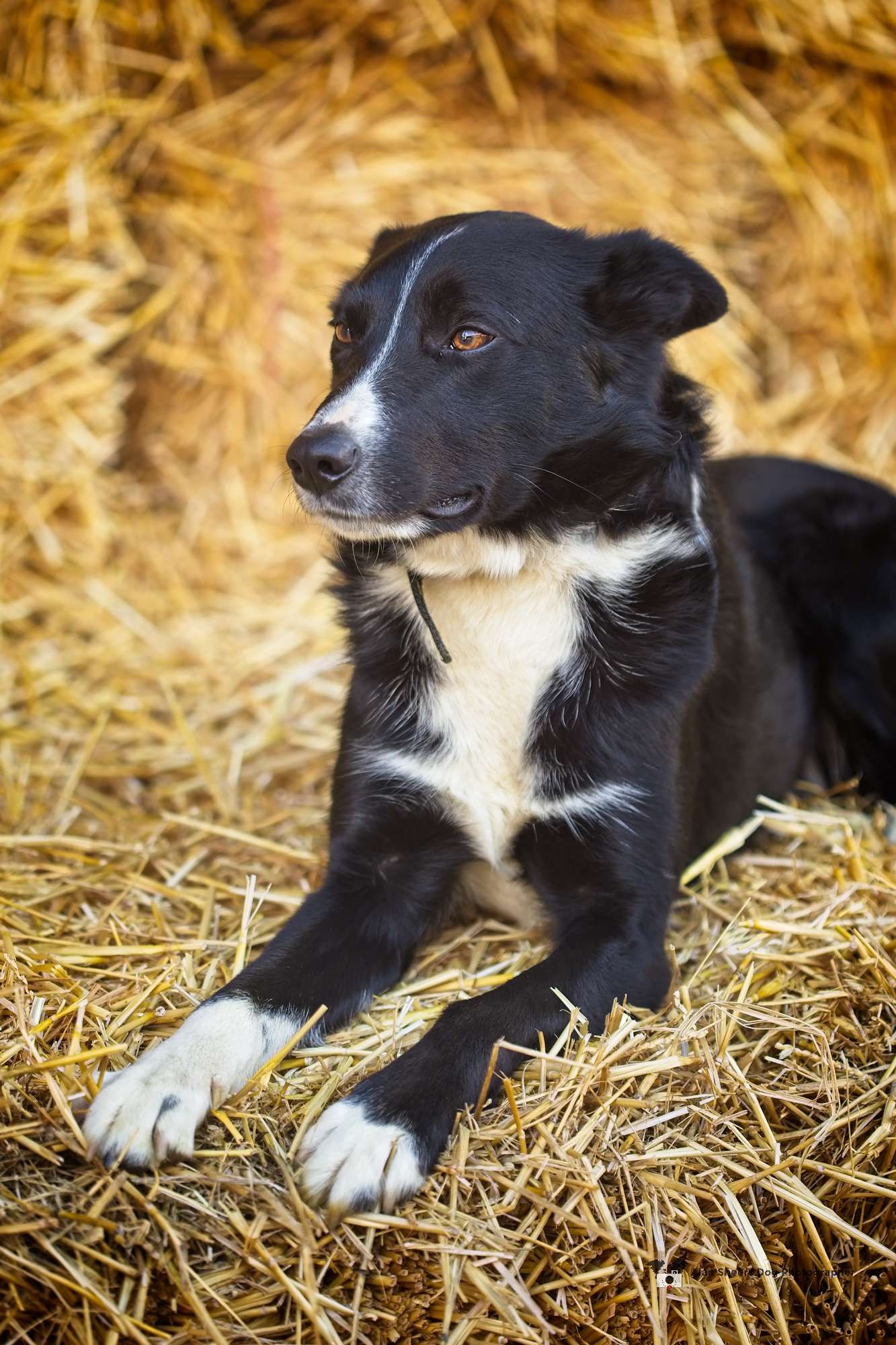 Fly the Working Border Collie