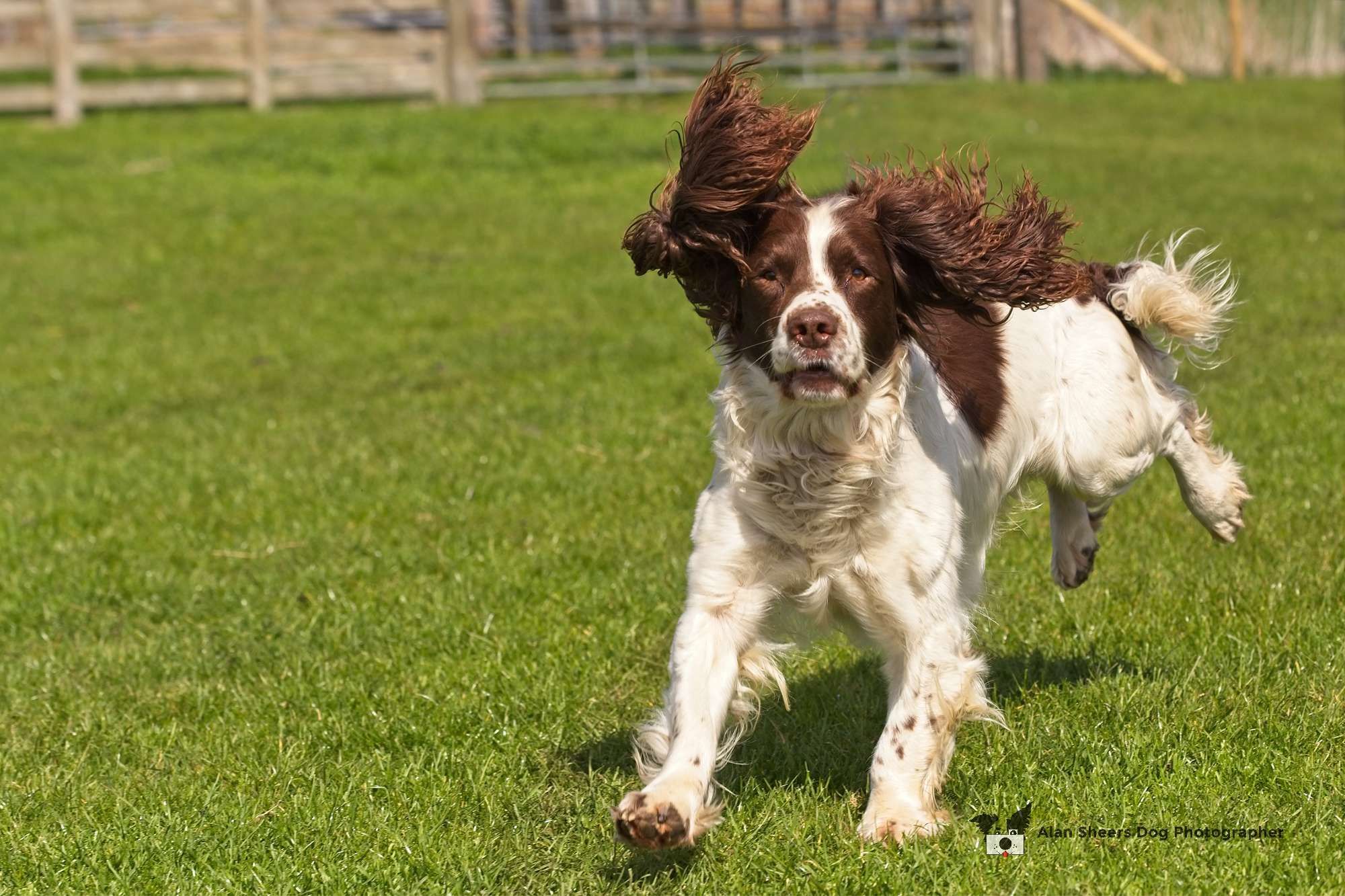 Ted the Working Springer Spaniel