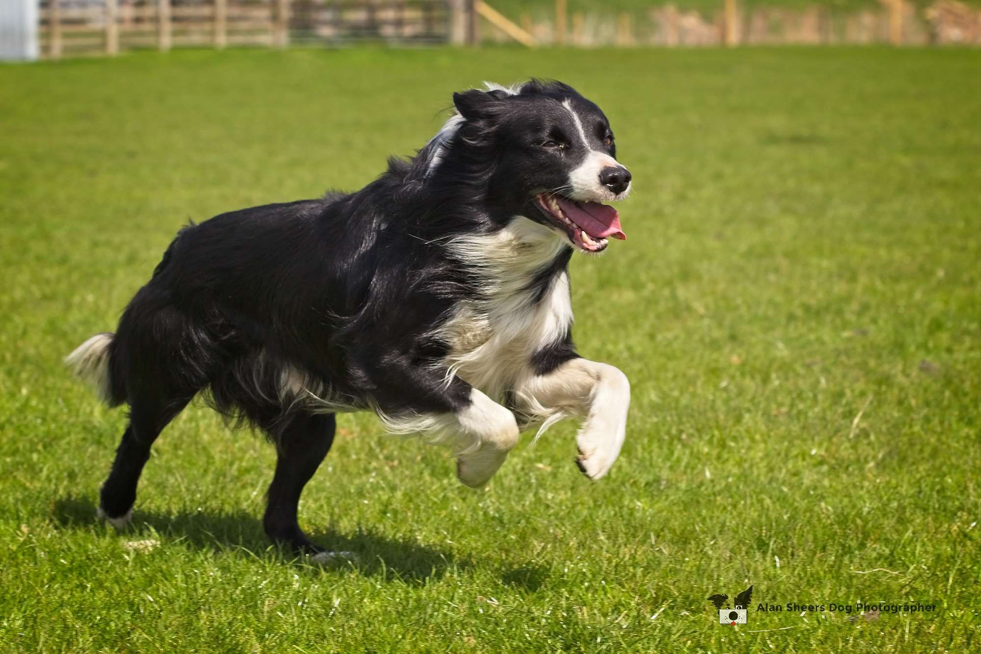 Jet the Working Border Collie