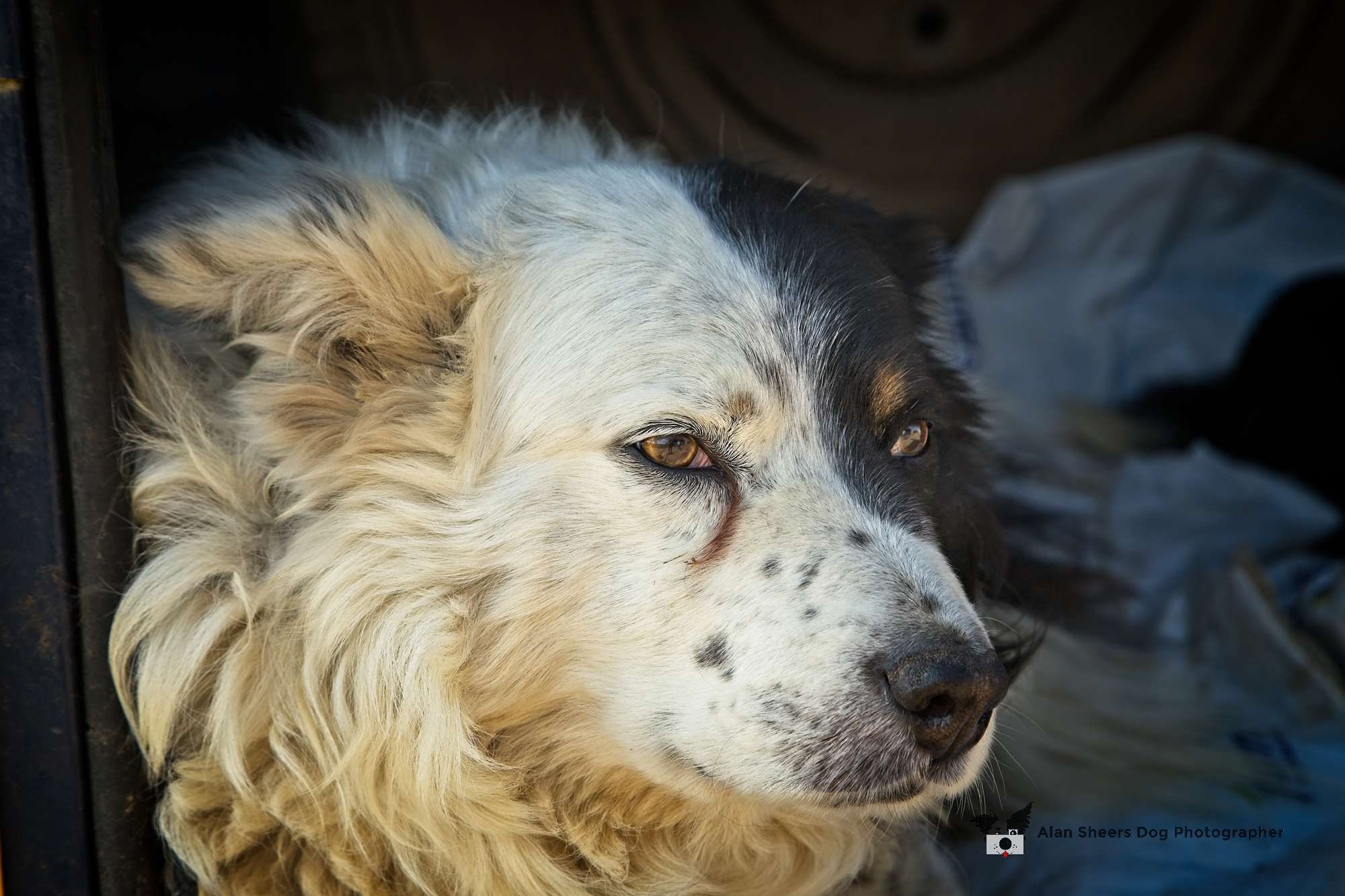 Dan the Working Border Collie