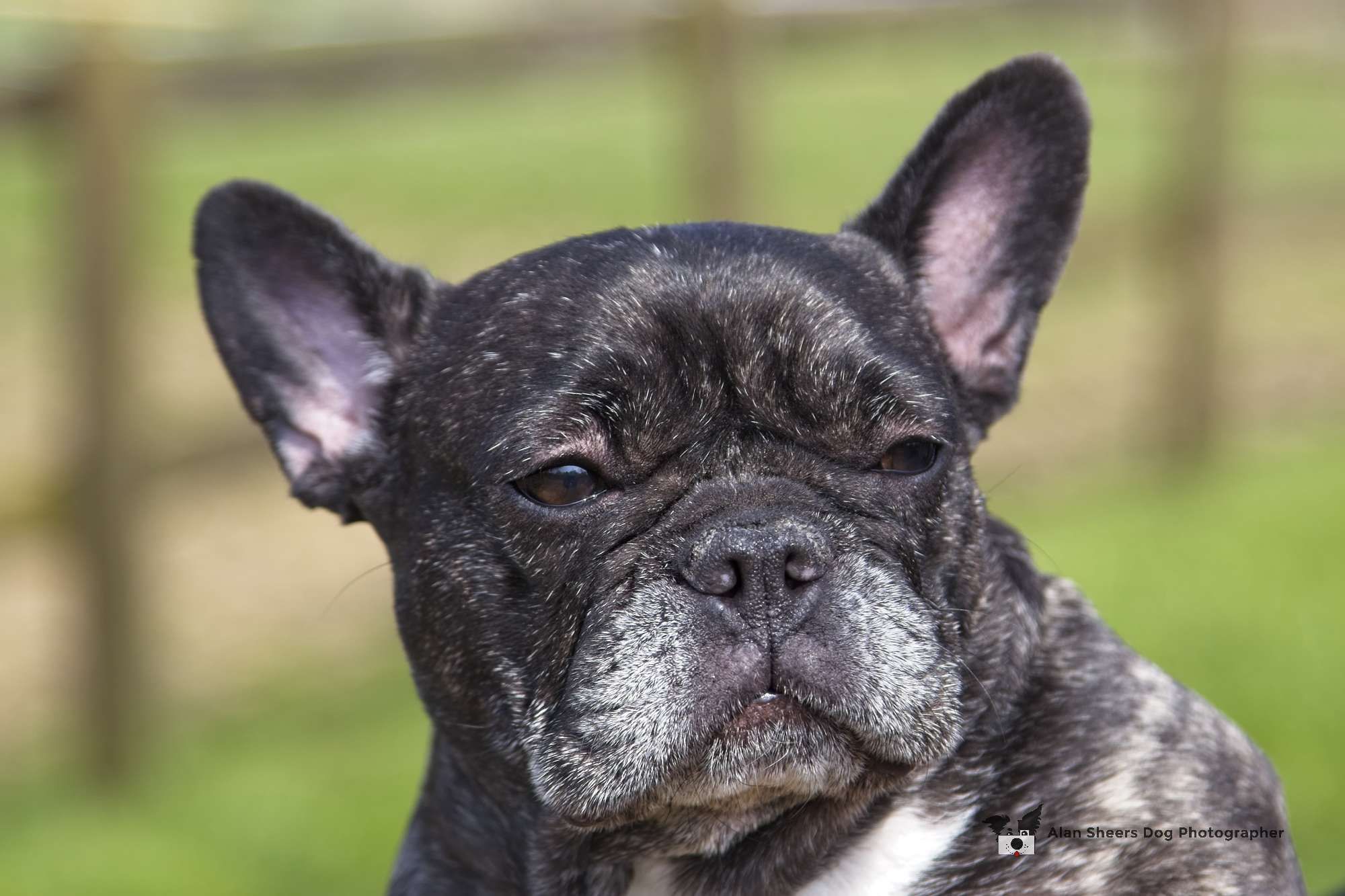 Elsie the French Bulldog