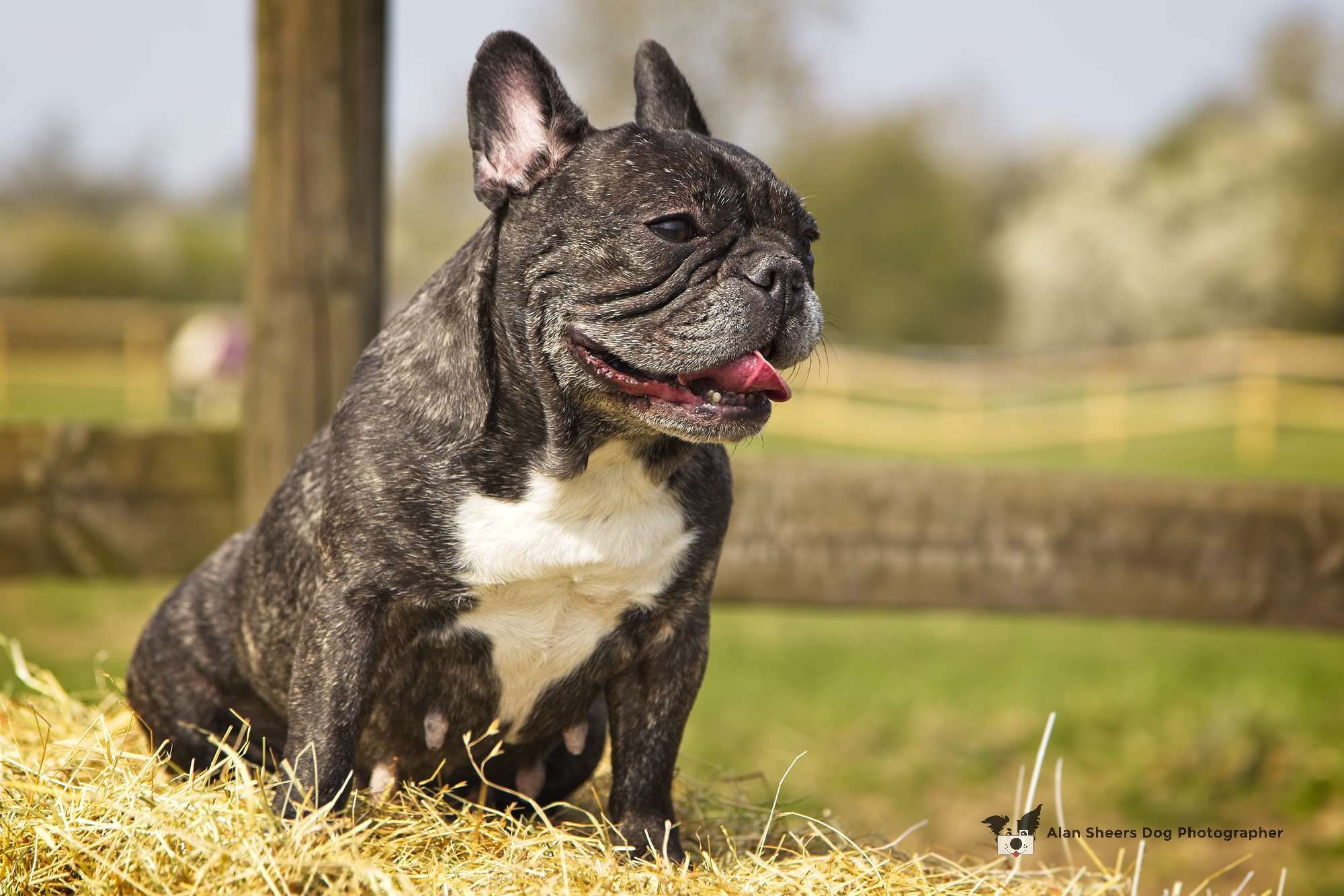 French Bulldog