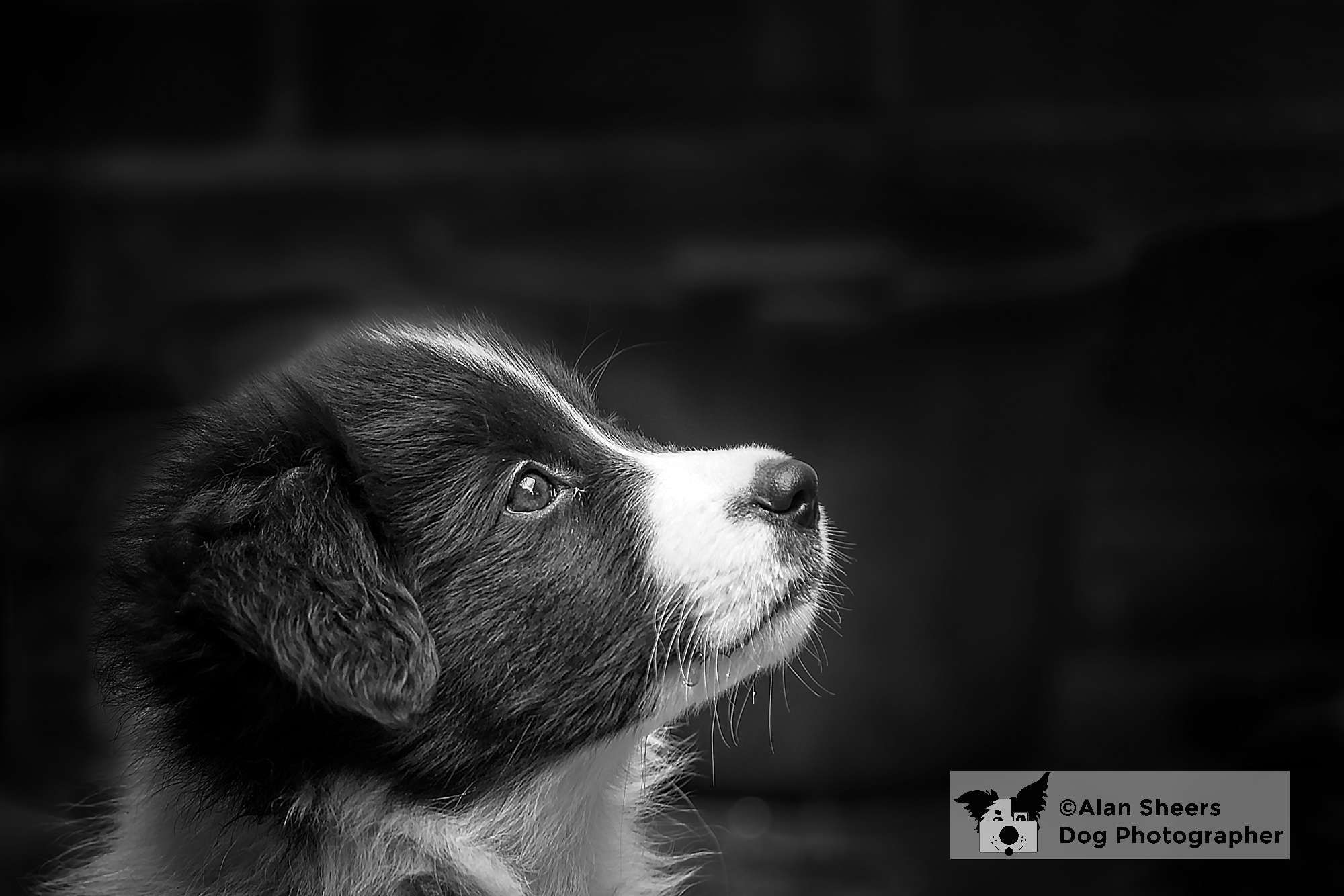 Border Collie Puppy