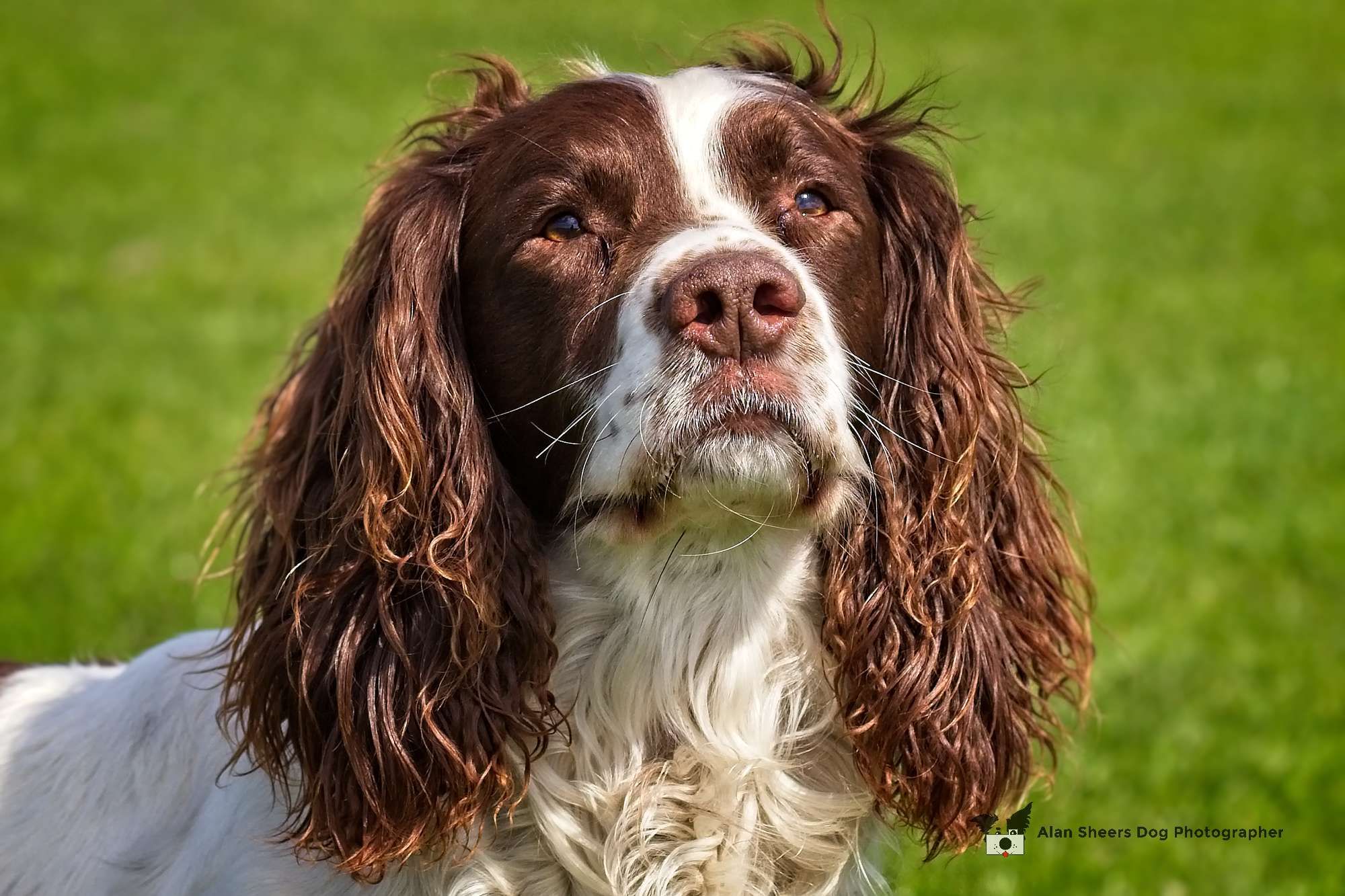 Working Cocker Spaniel