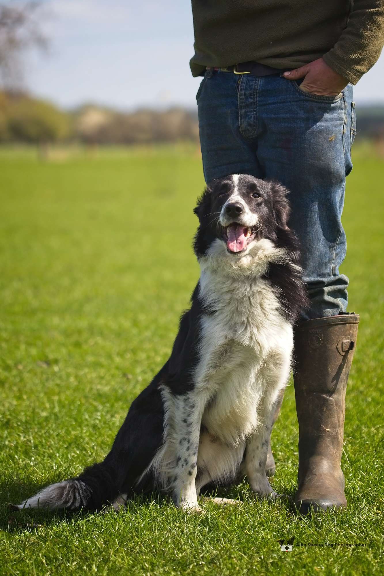 Max the Working Border Collie