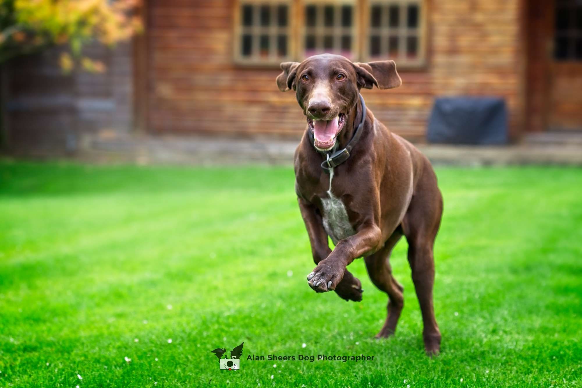 Reggie the Pointer